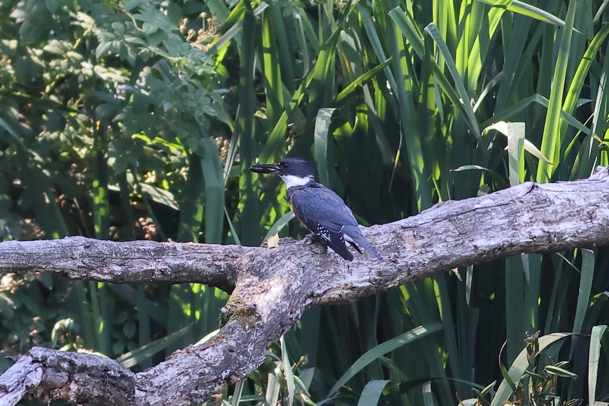 Belted Kingfisher - ML620744470