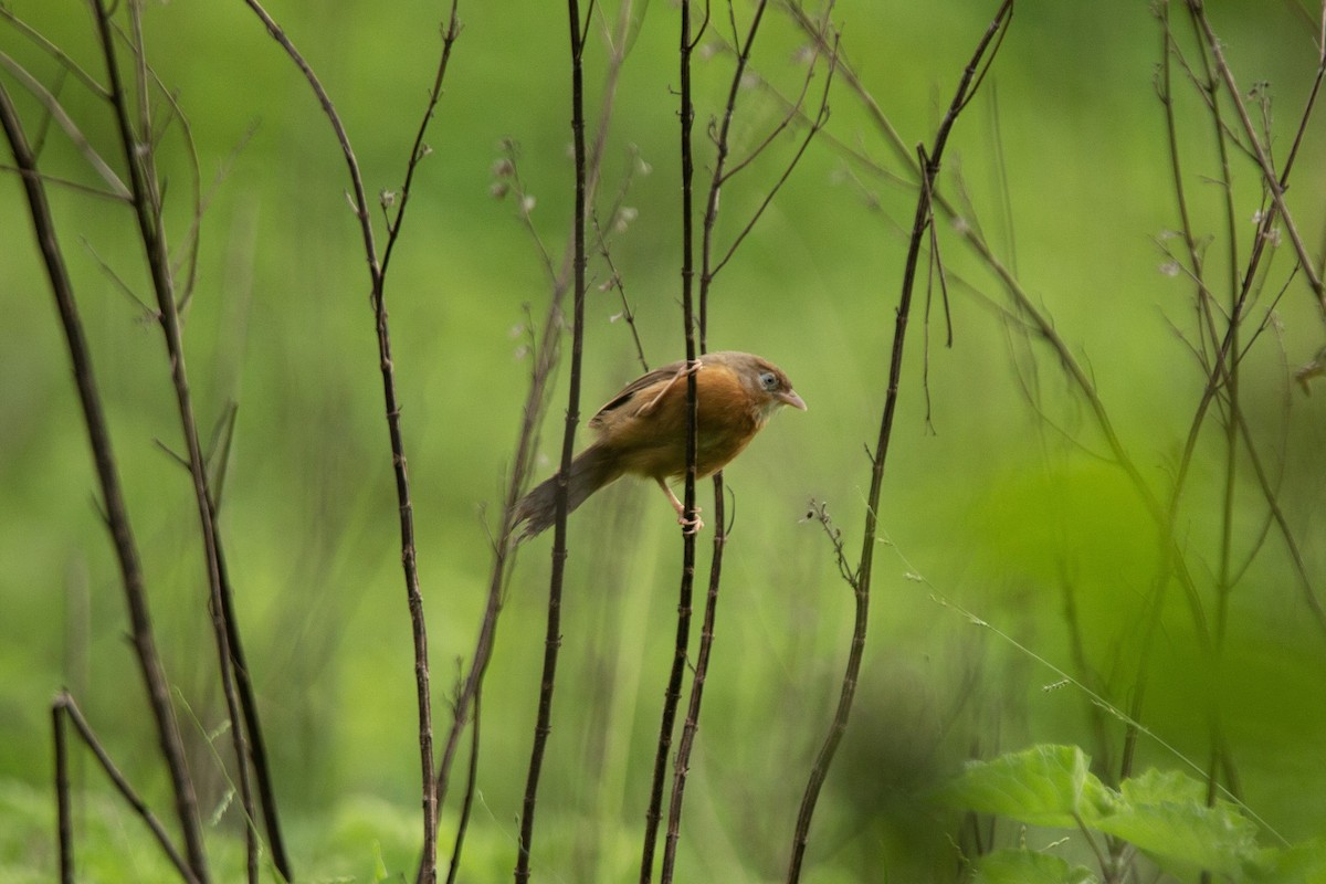 Tawny-bellied Babbler - ML620744492