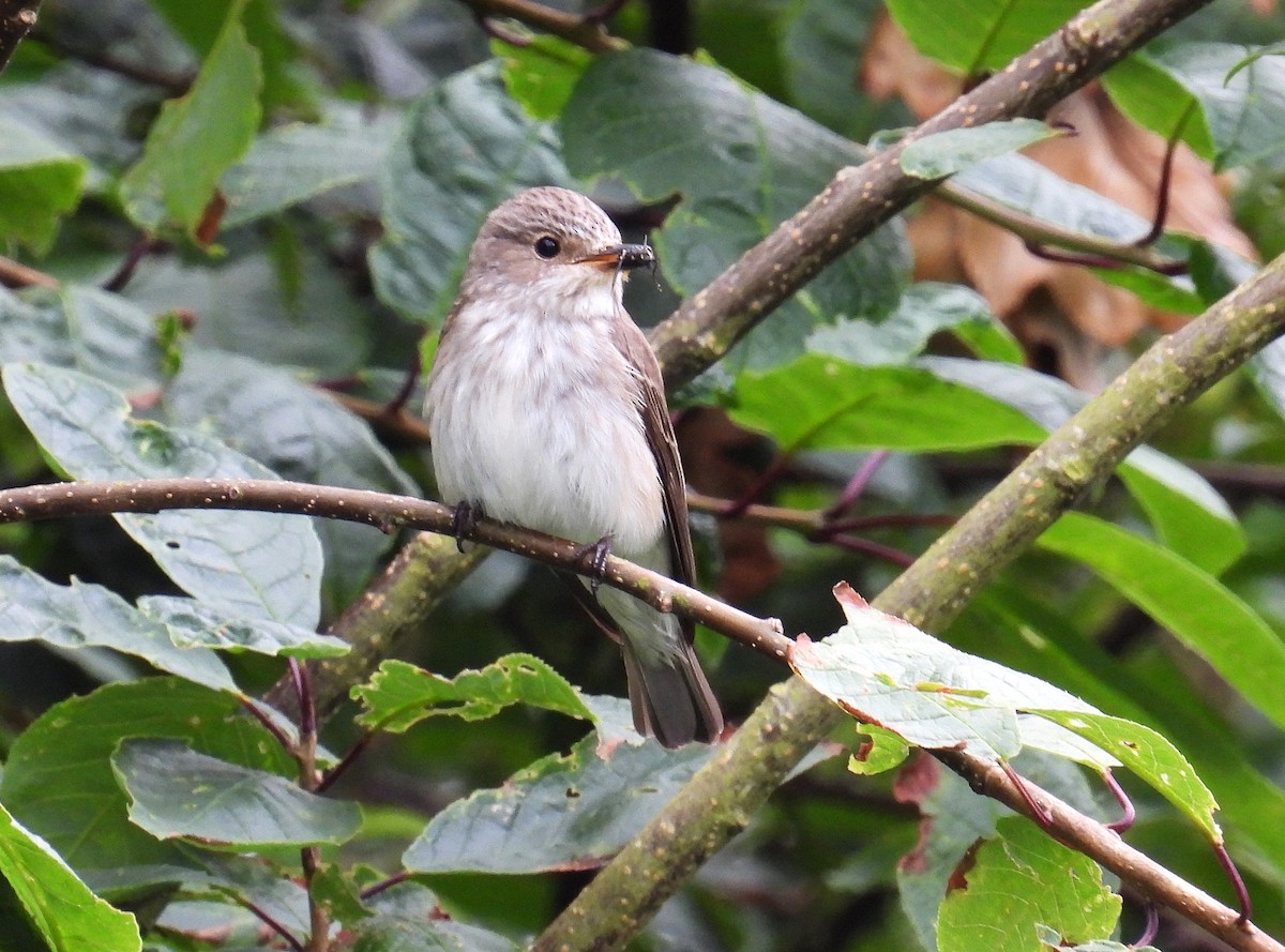 Spotted Flycatcher - ML620744493