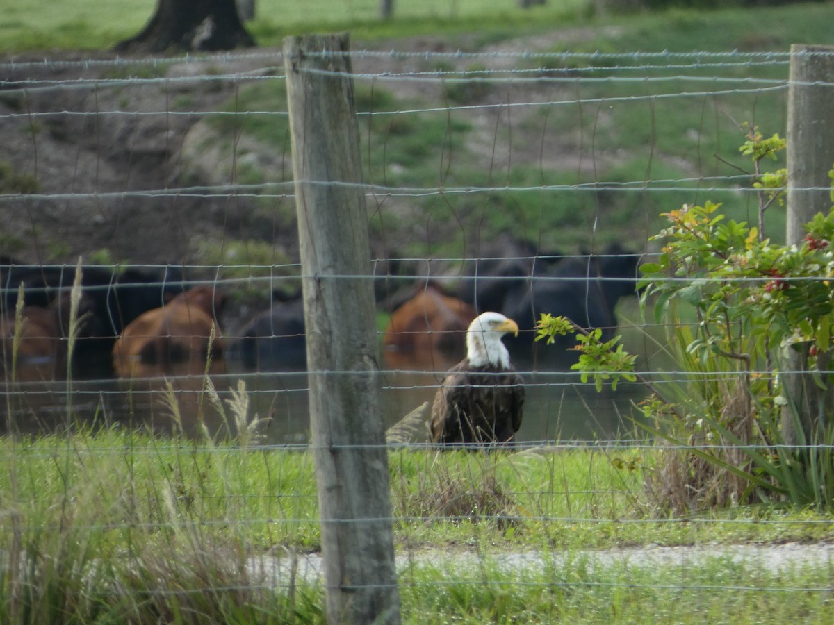 Bald Eagle - ML620744498