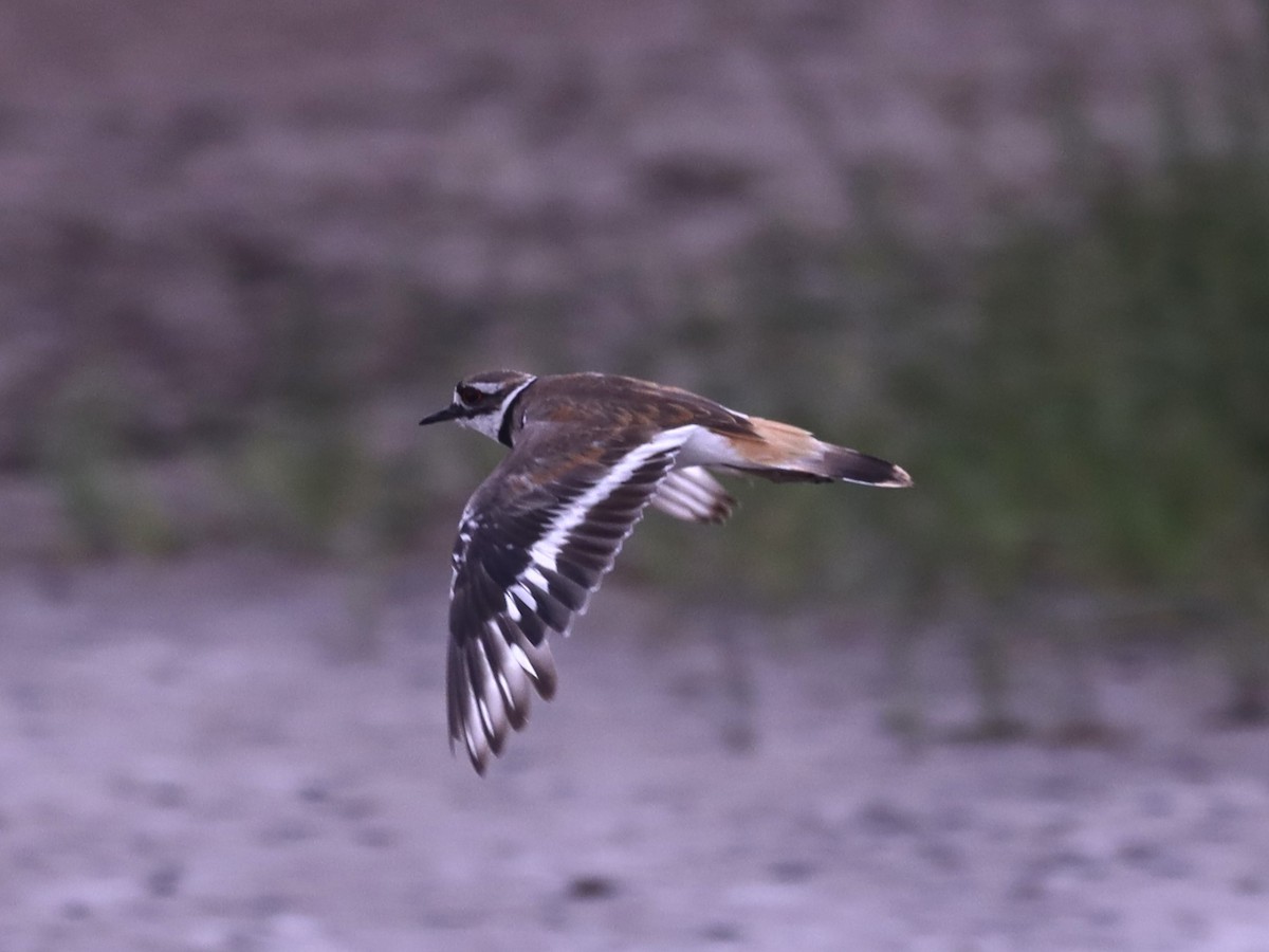 Killdeer - ML620744503