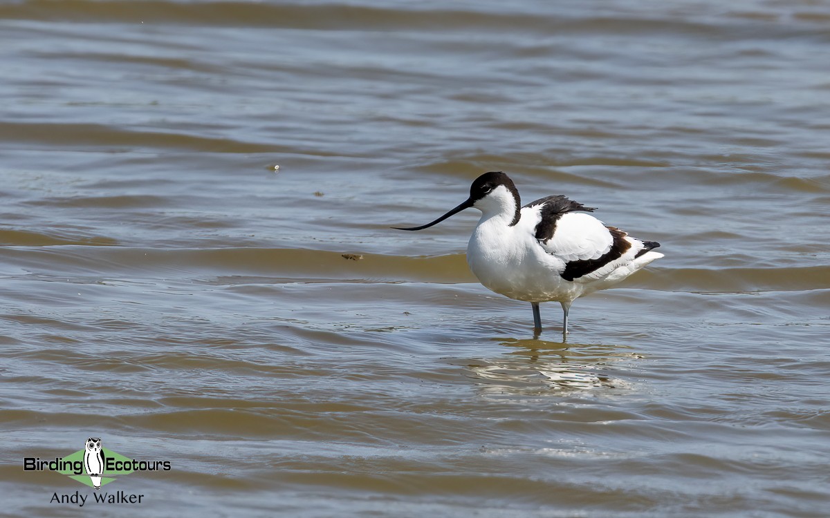 Avoceta Común - ML620744504