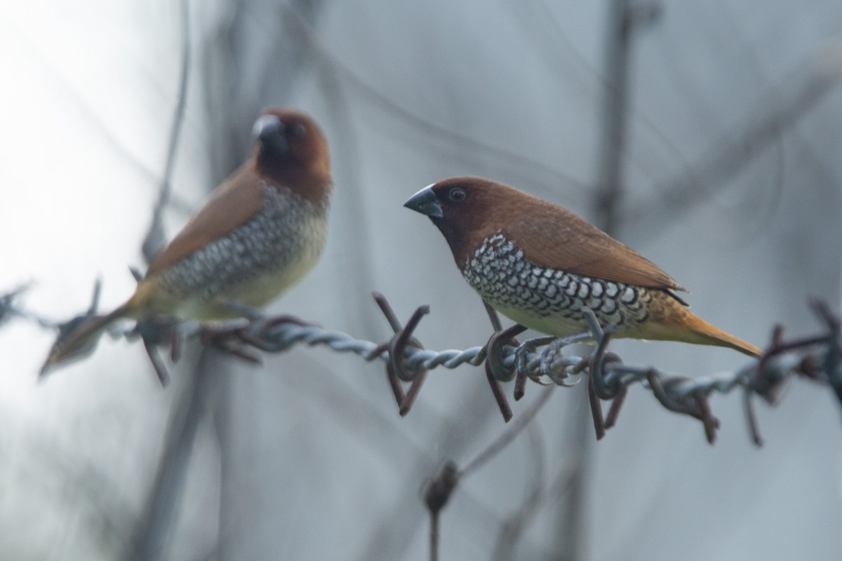 Scaly-breasted Munia - ML620744506