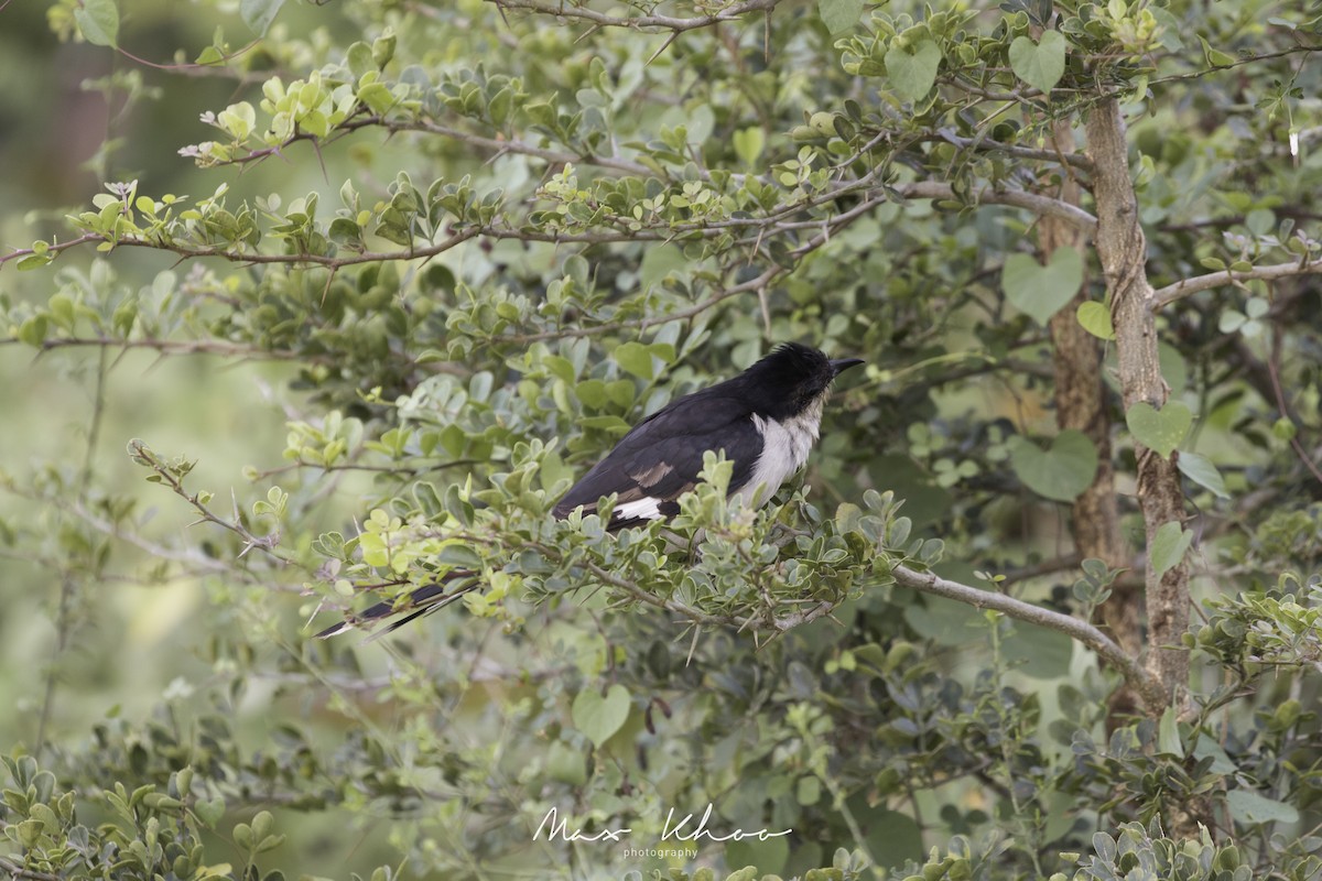 Pied Cuckoo - ML620744508