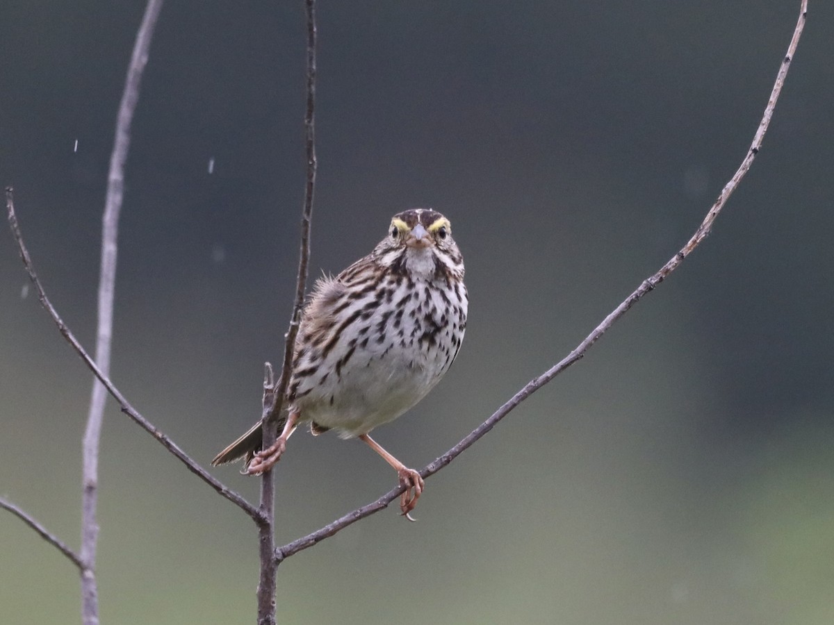 Savannah Sparrow - ML620744510