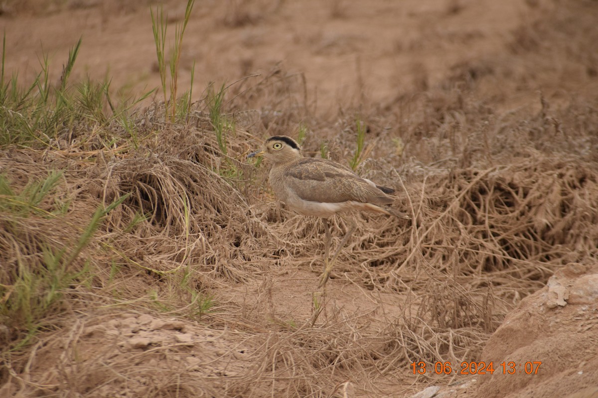 Peruvian Thick-knee - ML620744518