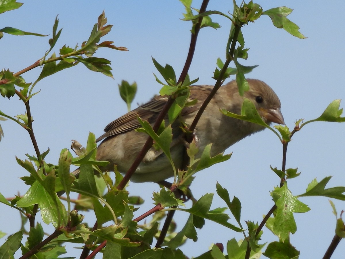 House Sparrow - ML620744519