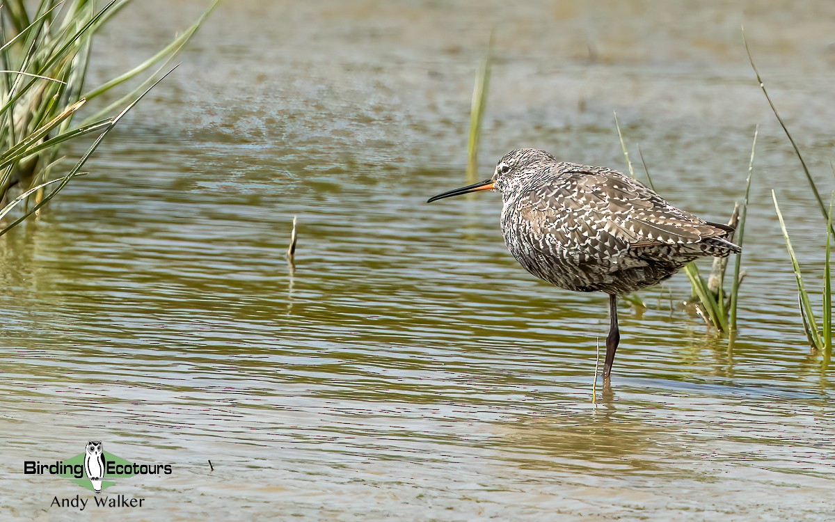 Spotted Redshank - ML620744523