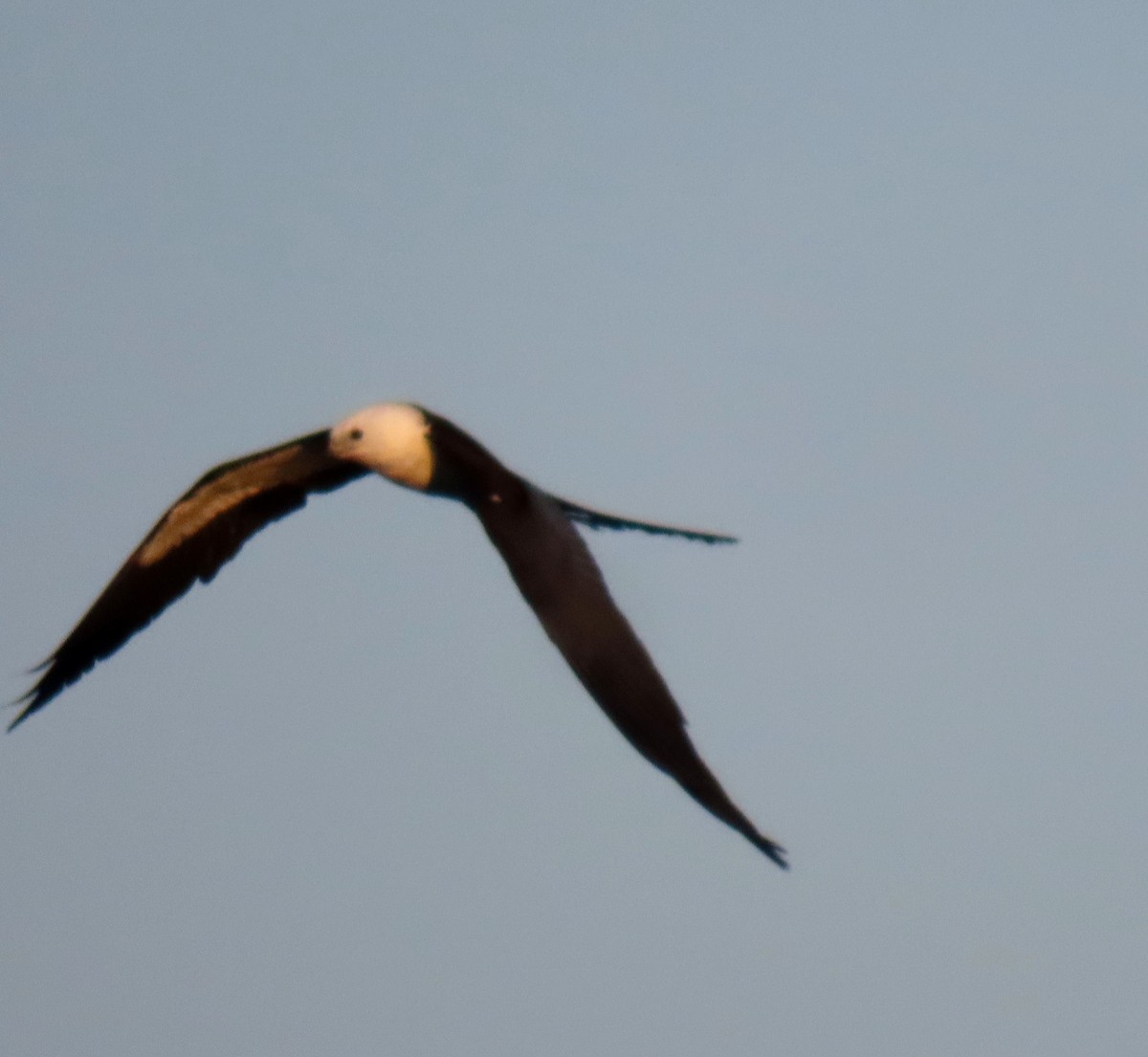 Swallow-tailed Kite - ML620744530