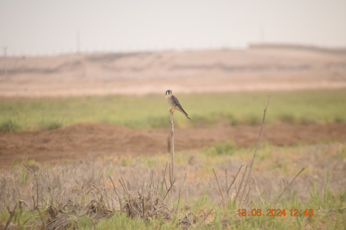 American Kestrel - ML620744531