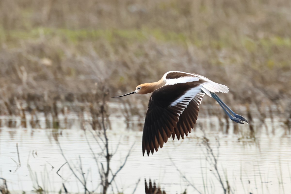 Avocette d'Amérique - ML620744532