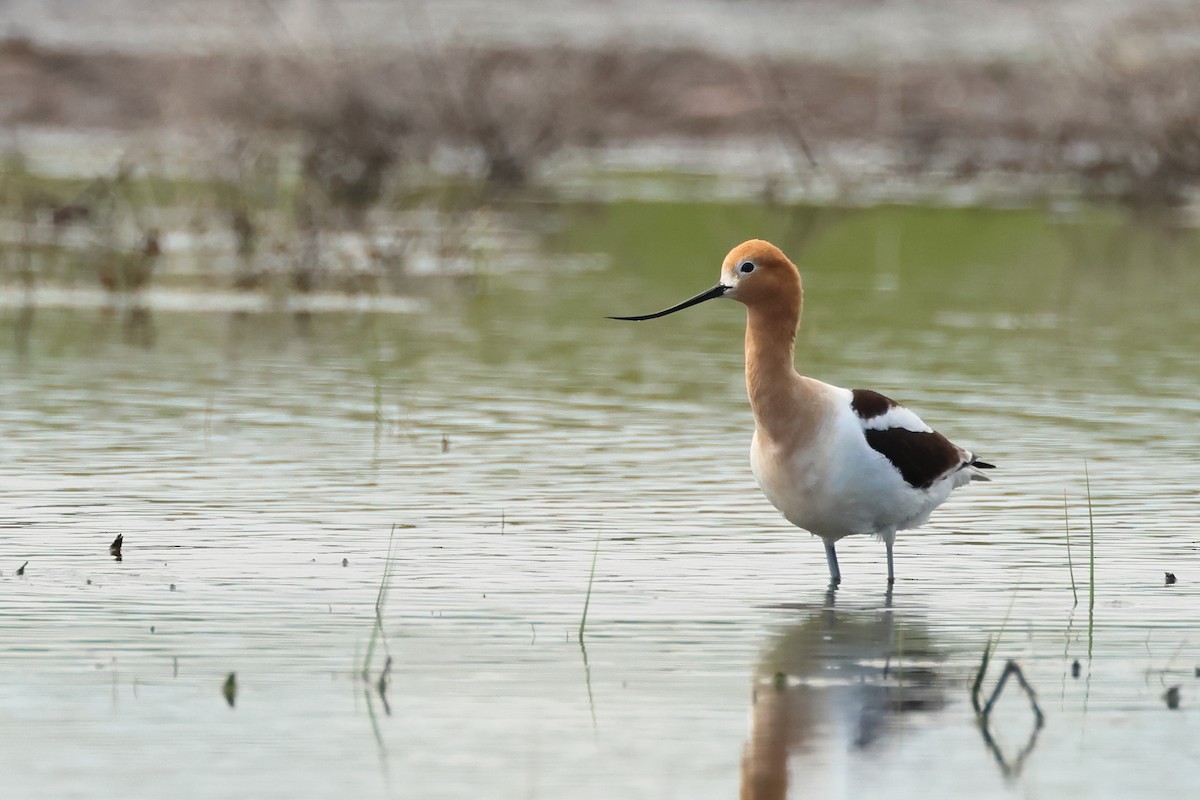 Avoceta Americana - ML620744533