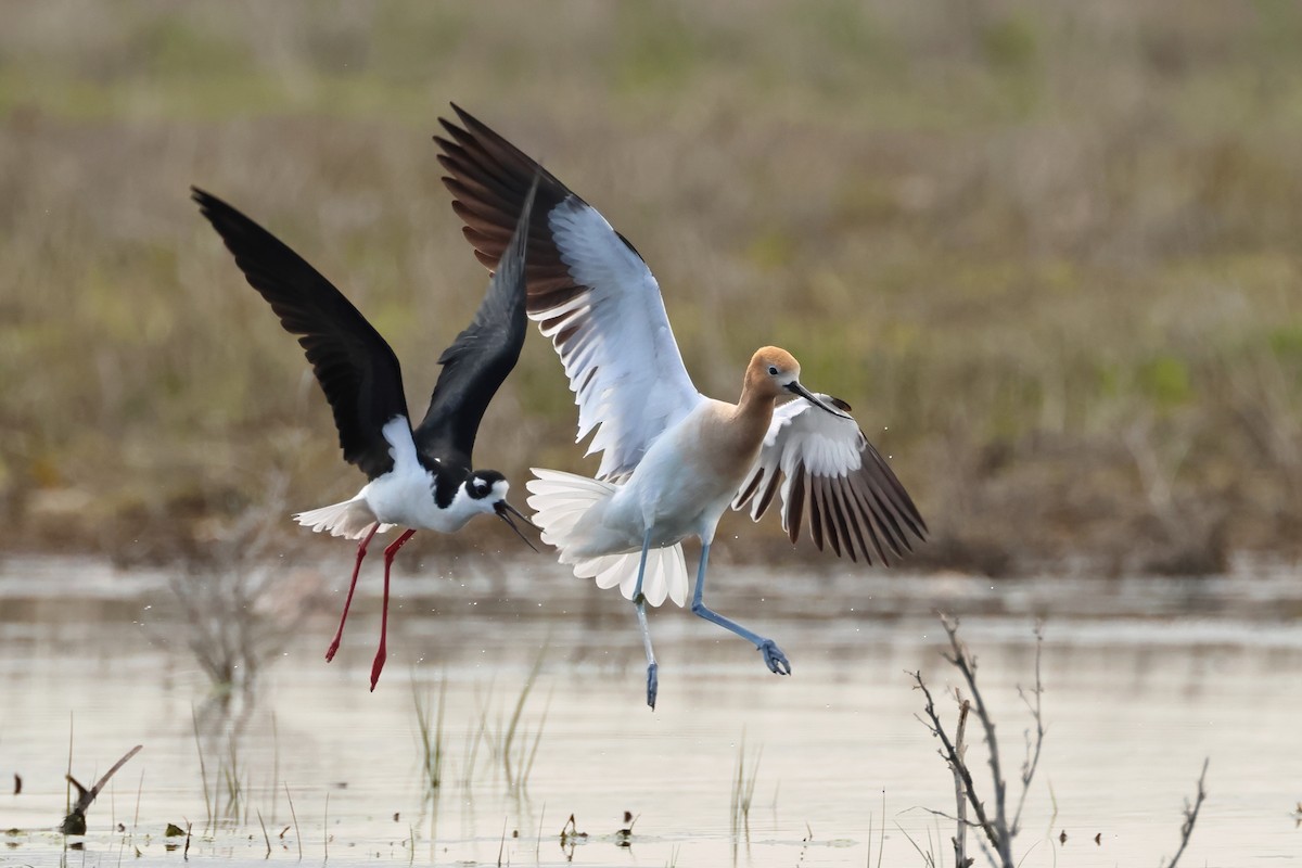 Avocette d'Amérique - ML620744536