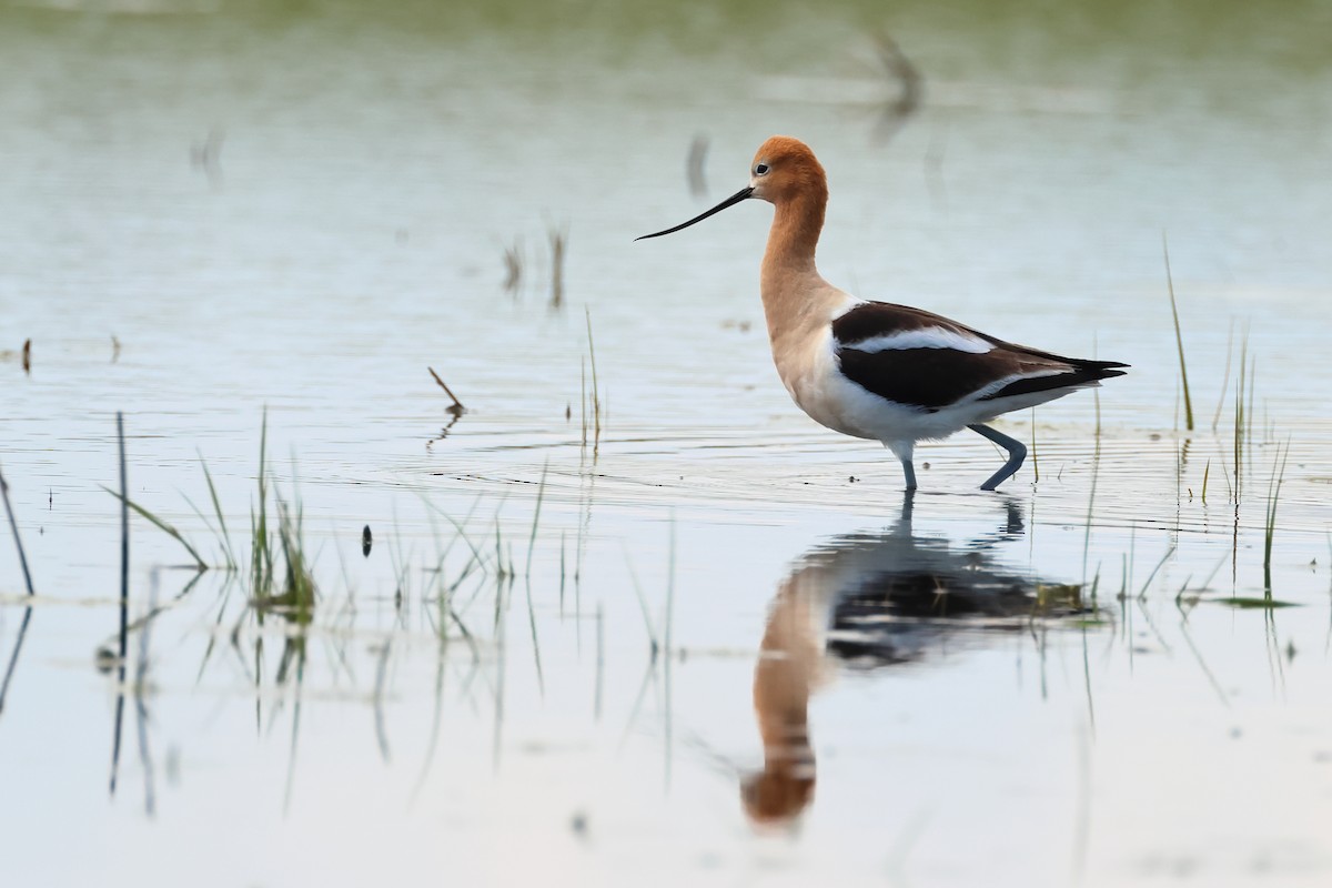 Avocette d'Amérique - ML620744538