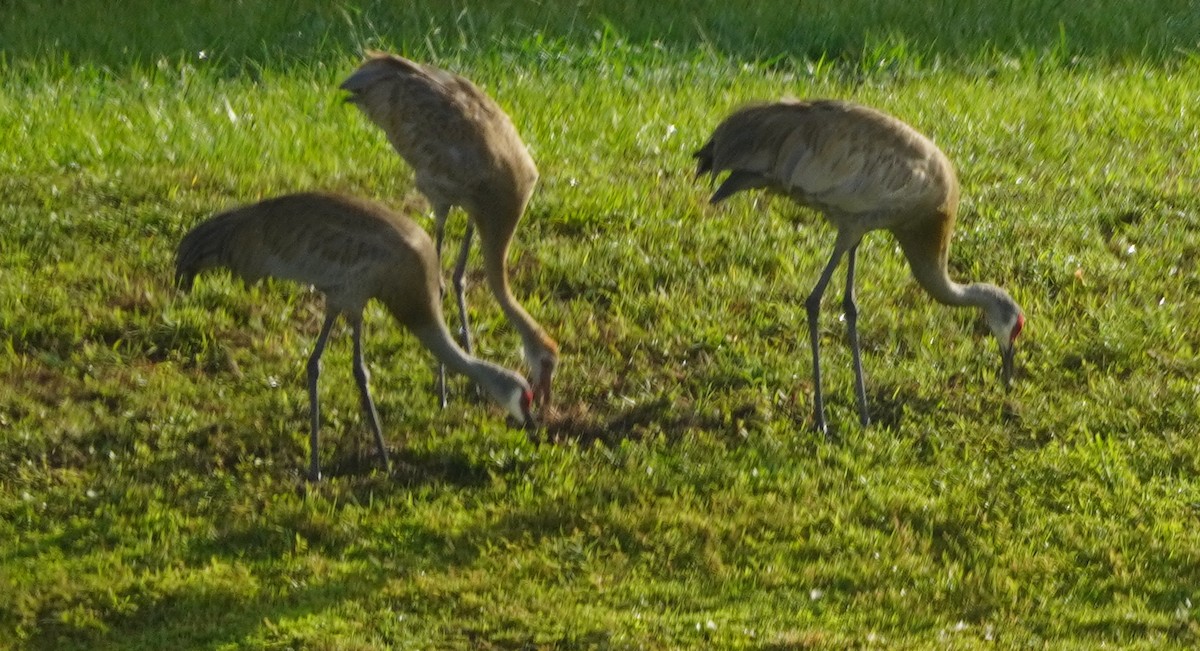 Sandhill Crane - ML620744543