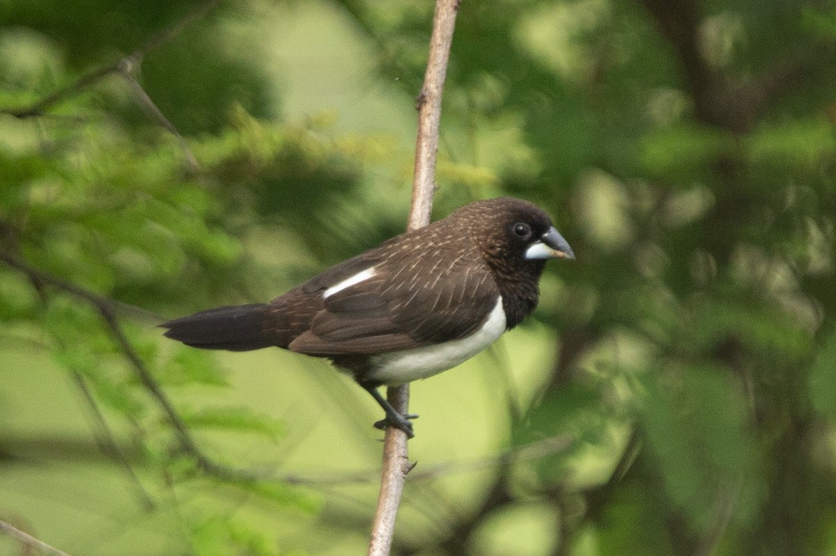 White-rumped Munia - ML620744544