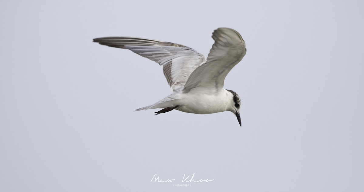 Whiskered Tern - ML620744549