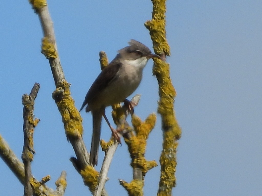 Greater Whitethroat - ML620744551