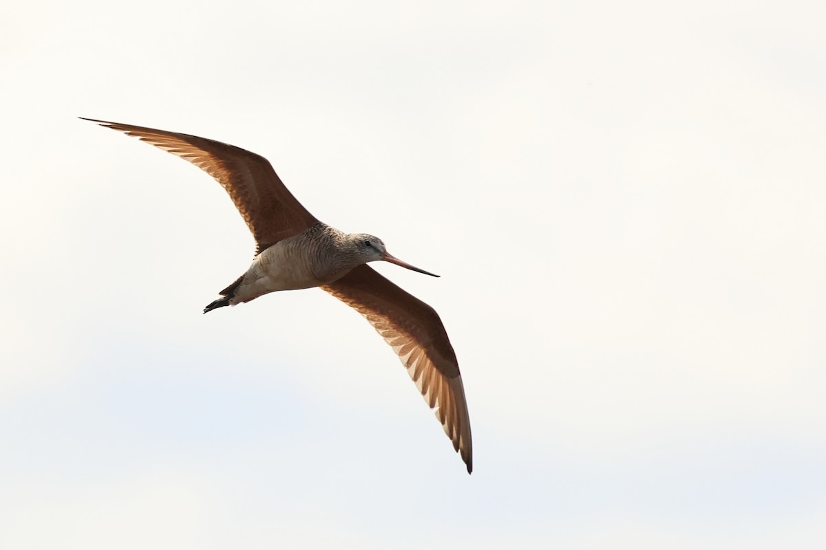 Marbled Godwit - ML620744552