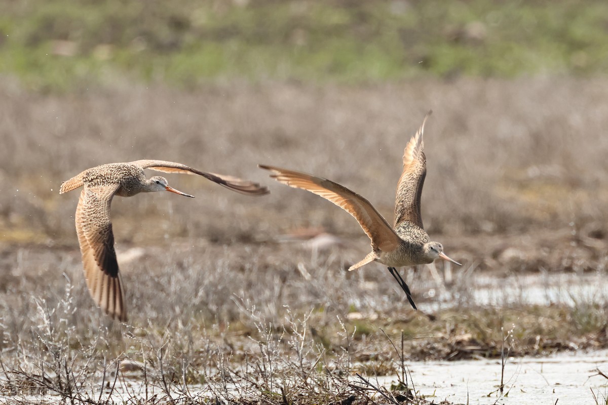 Marbled Godwit - ML620744560