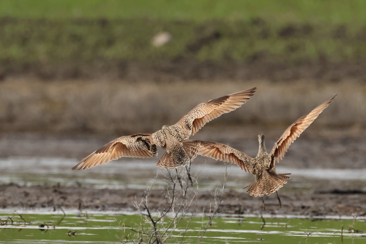 Marbled Godwit - ML620744561