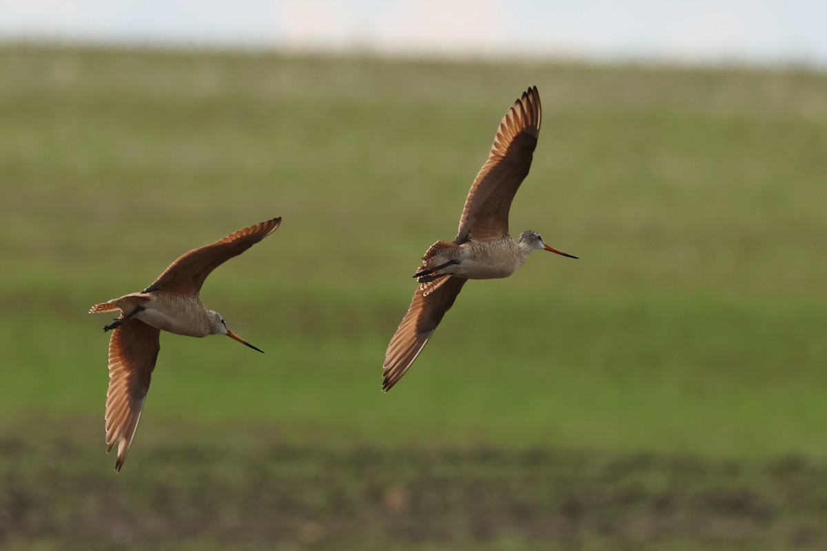 Marbled Godwit - ML620744562