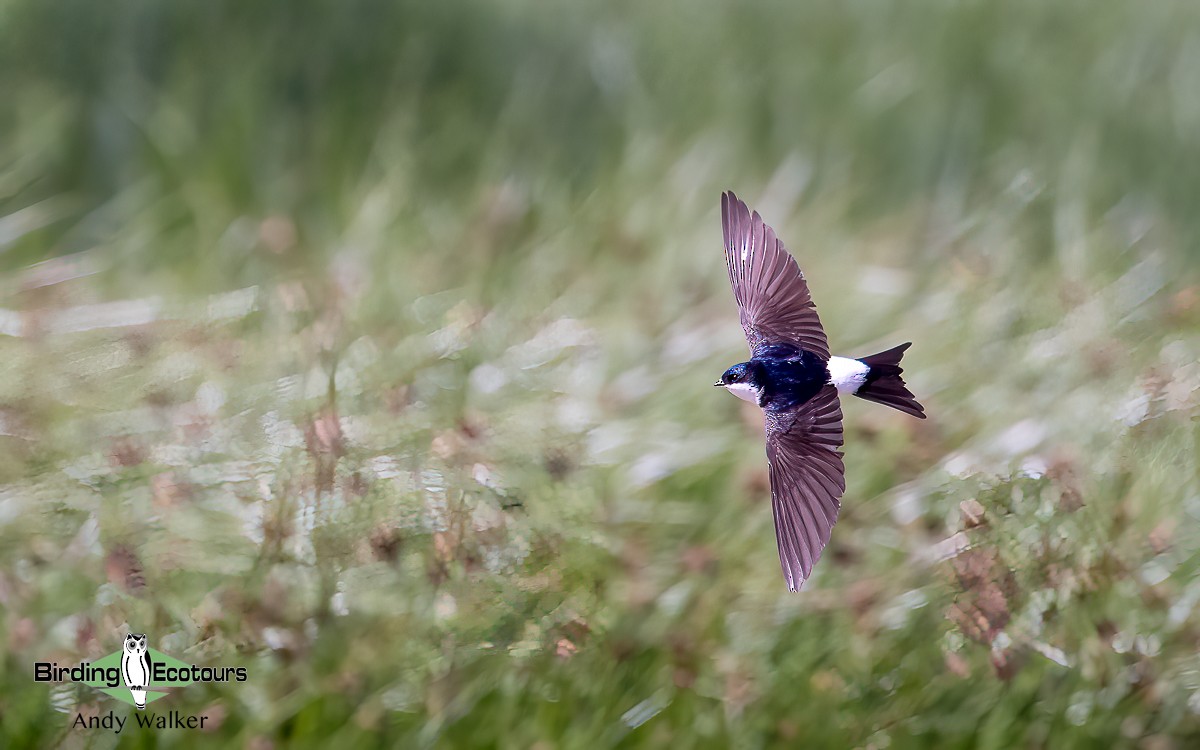 Western House-Martin - ML620744563