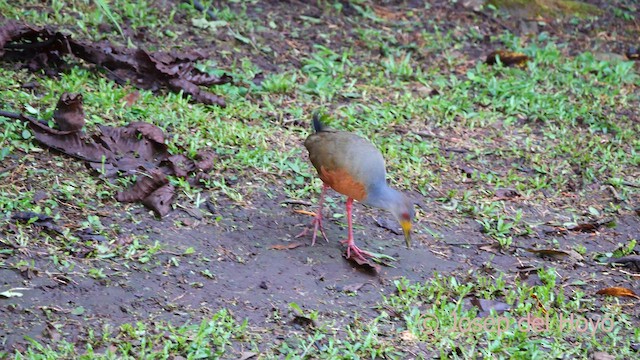 コンゴウモリクイナ - ML620744565