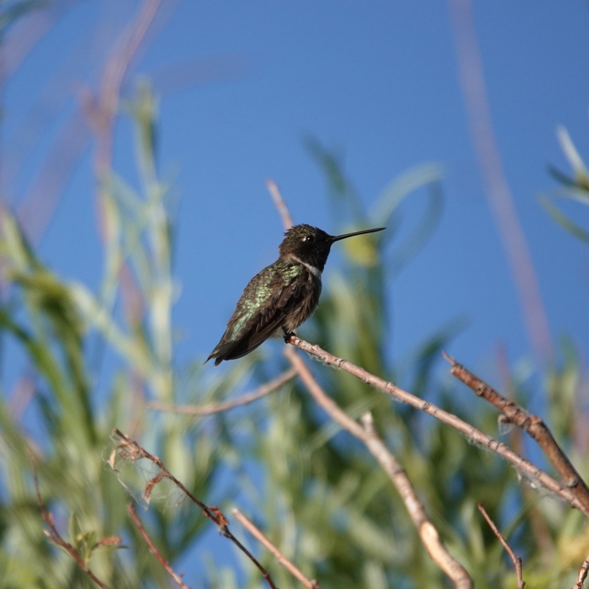 Black-chinned Hummingbird - ML620744568