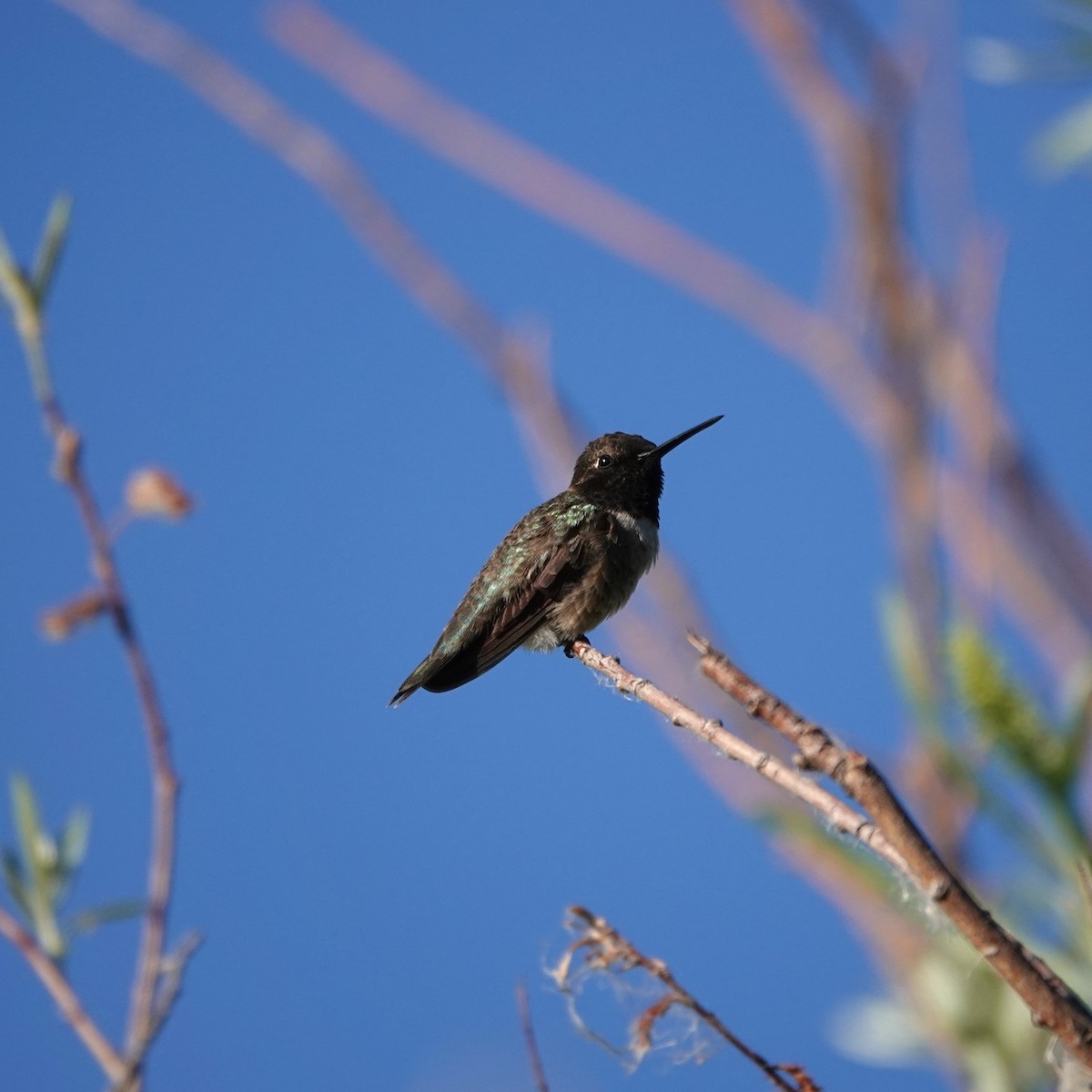Black-chinned Hummingbird - ML620744569