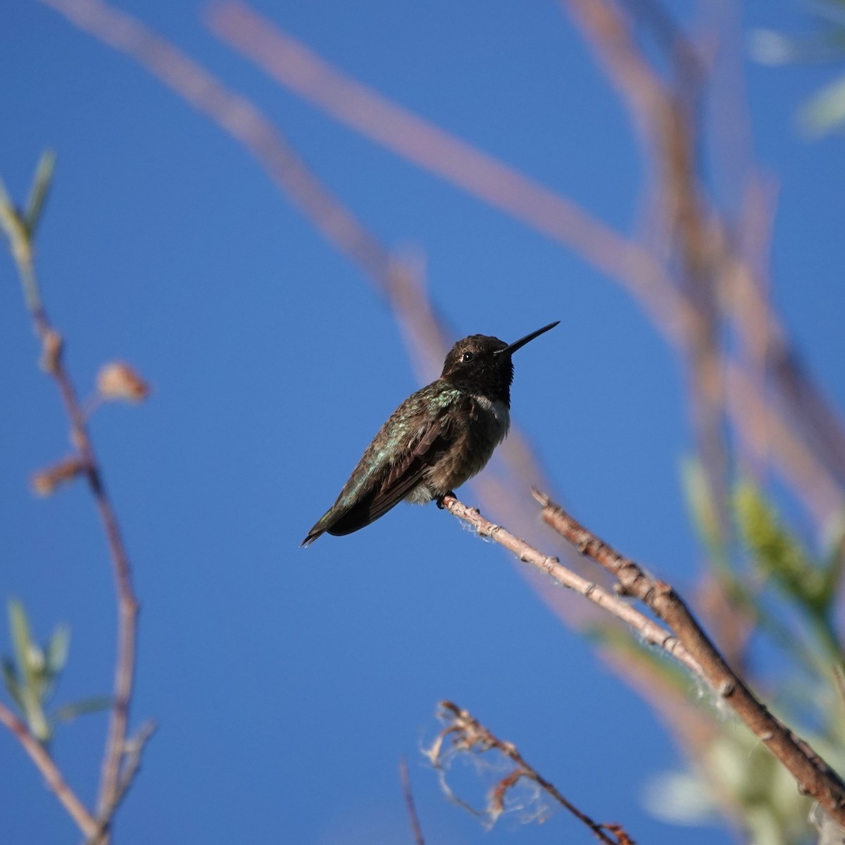 Colibri à gorge noire - ML620744569