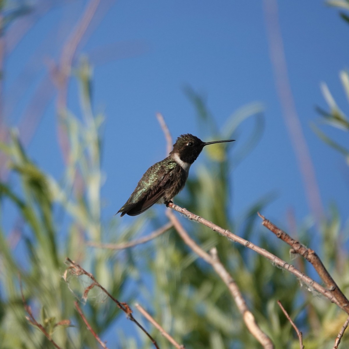 Black-chinned Hummingbird - George Ho