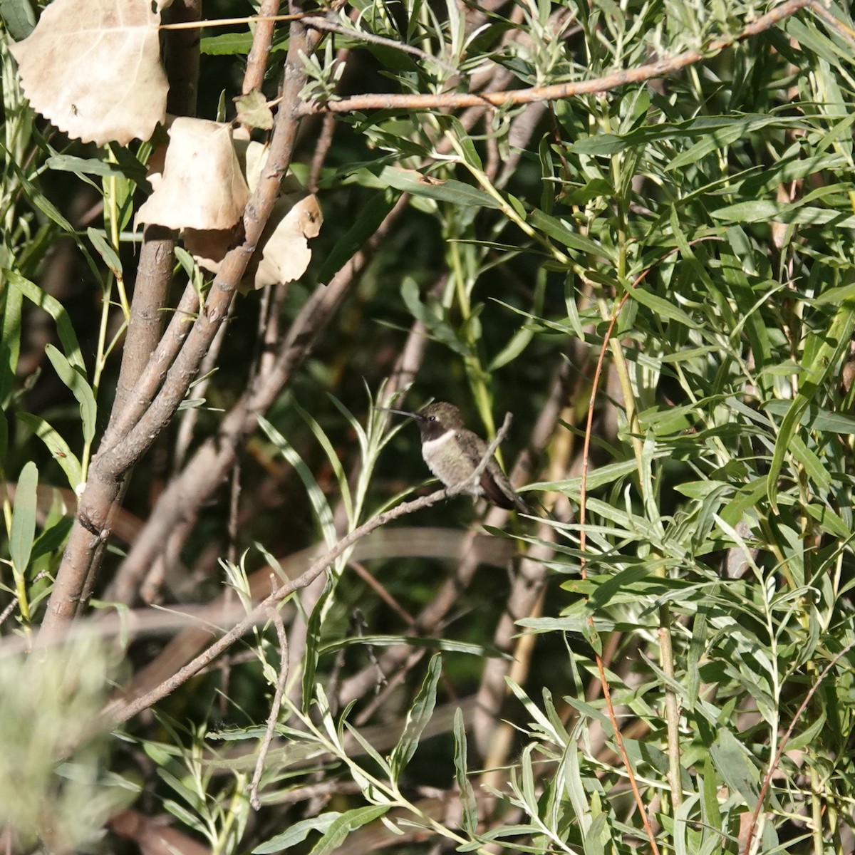 Black-chinned Hummingbird - ML620744571