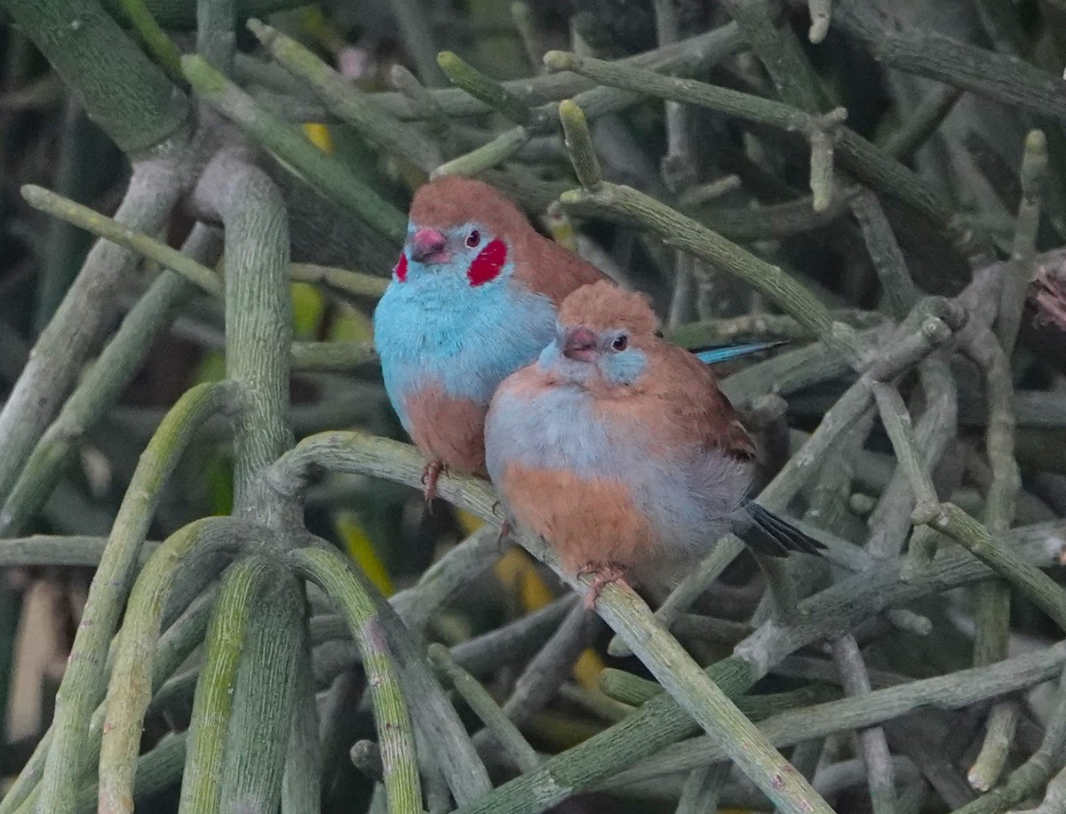 Cordonbleu à joues rouges - ML620744573