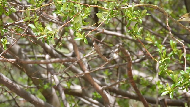 Sichuan Leaf Warbler - ML620744574