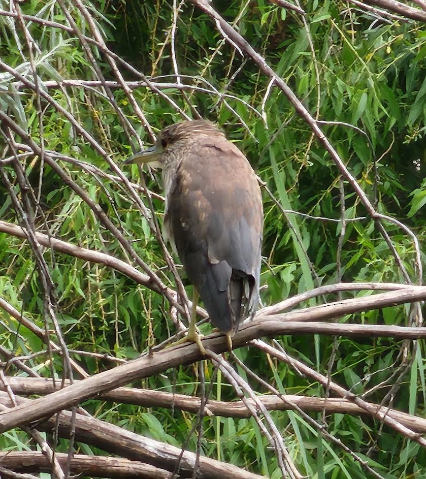 Black-crowned Night Heron - ML620744578