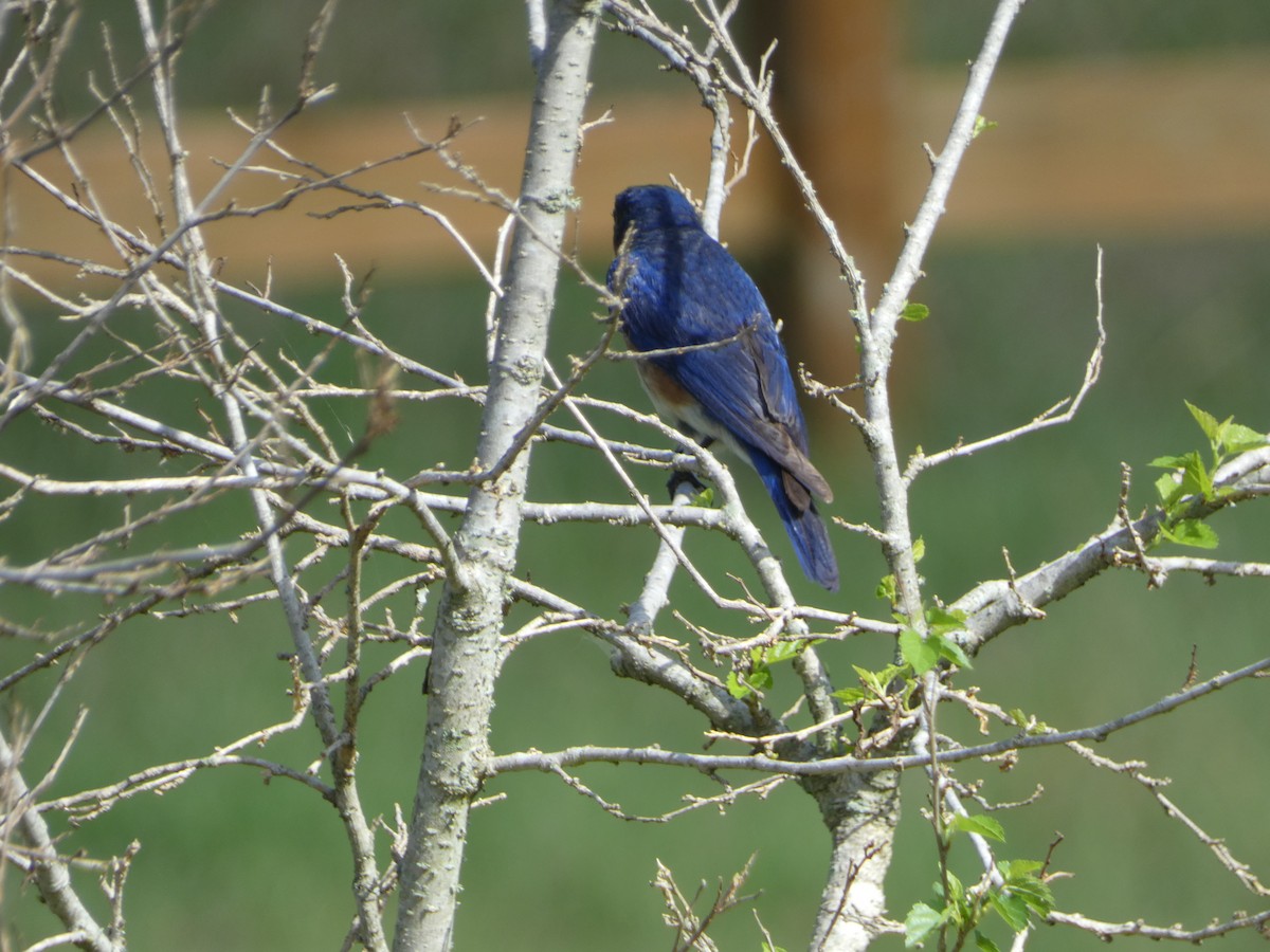 Eastern Bluebird - ML620744580