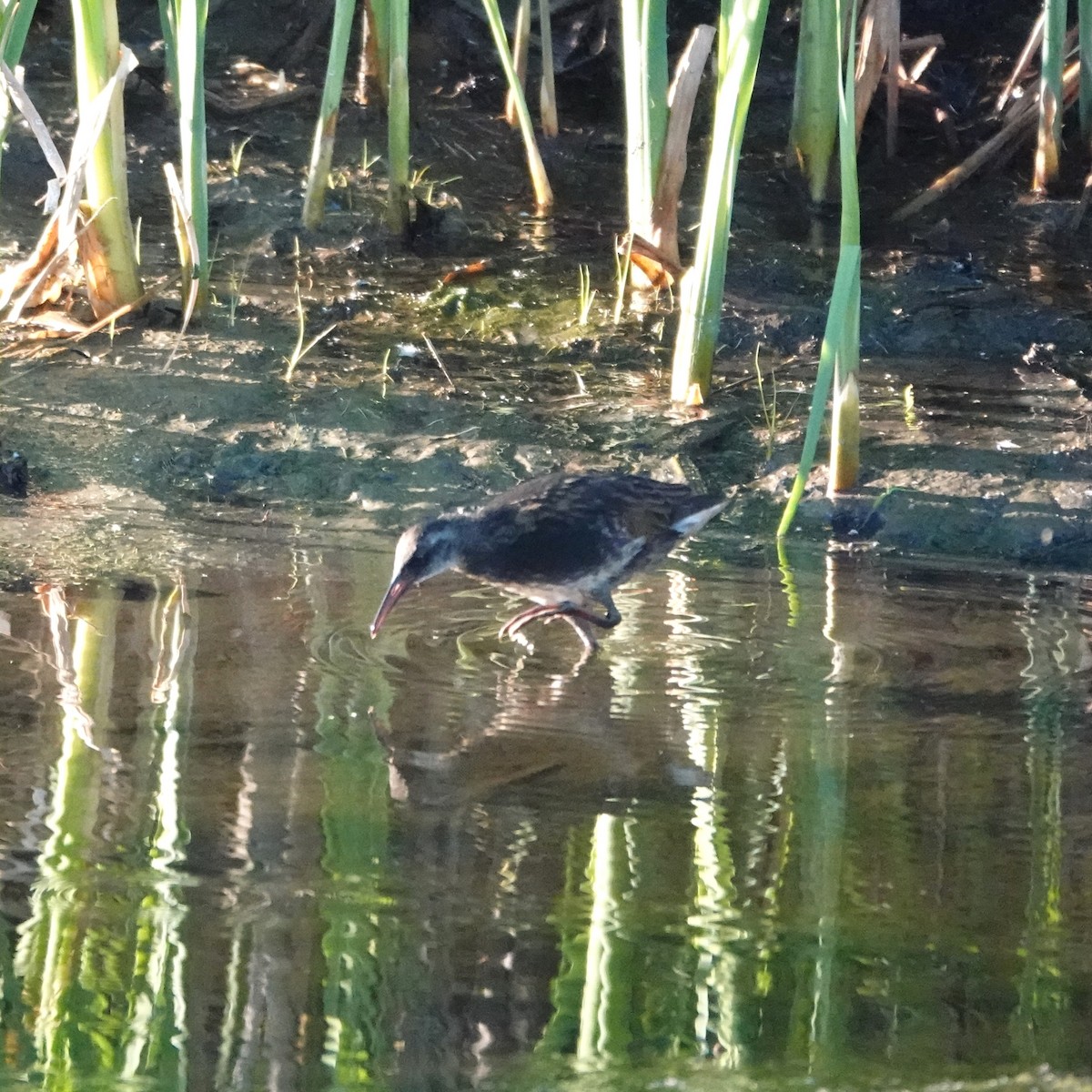 Virginia Rail - ML620744583