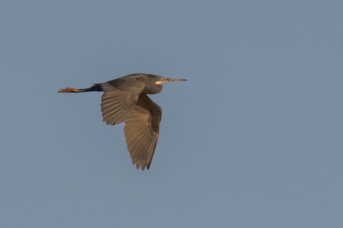 Western Reef-Heron - ML620744591