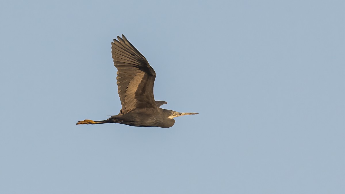 Western Reef-Heron - ML620744592