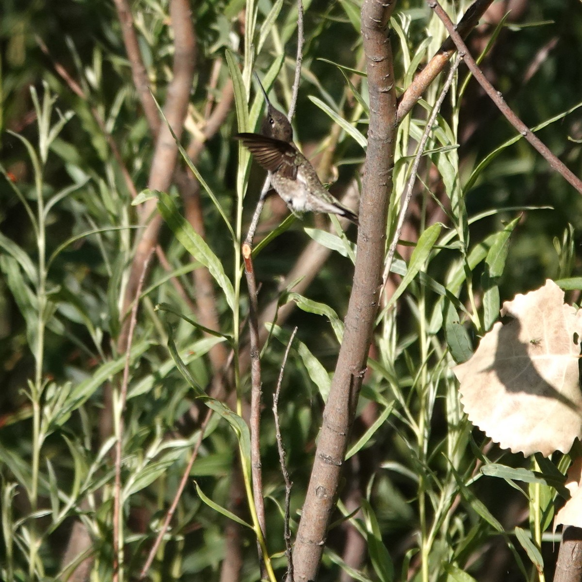 Black-chinned Hummingbird - ML620744594