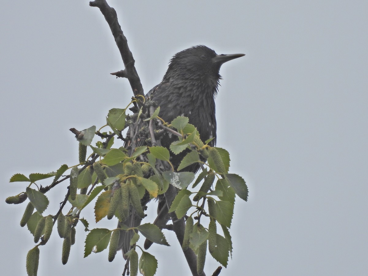 European Starling - ML620744606