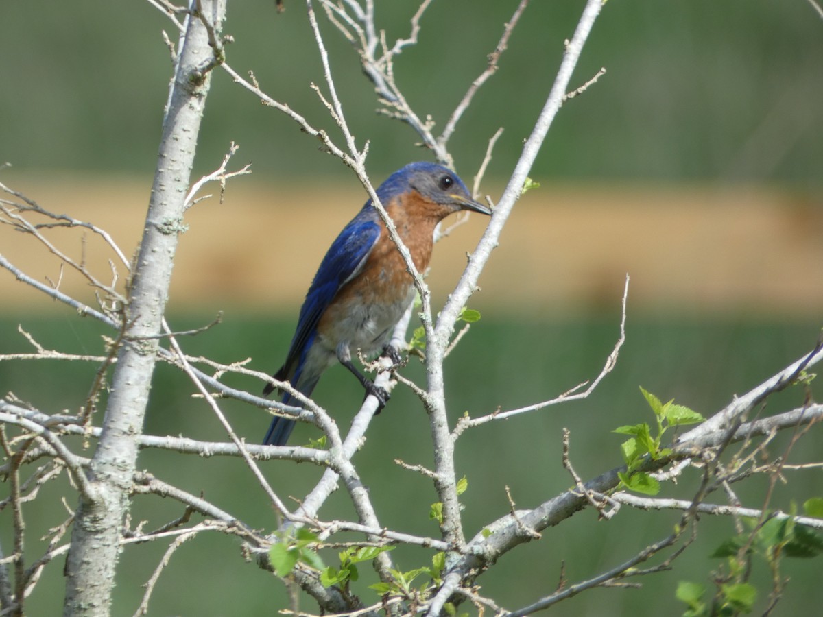 Eastern Bluebird - ML620744610