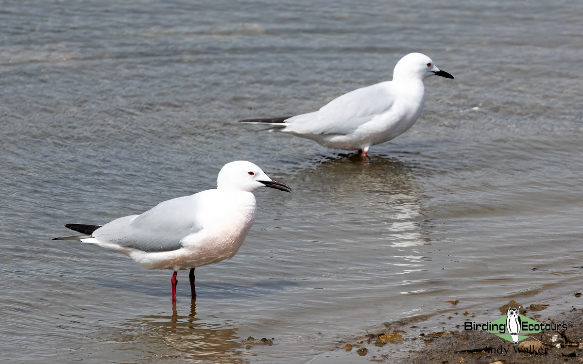 Slender-billed Gull - ML620744611