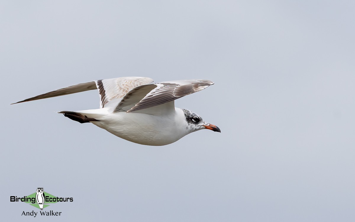 Mediterranean Gull - ML620744613