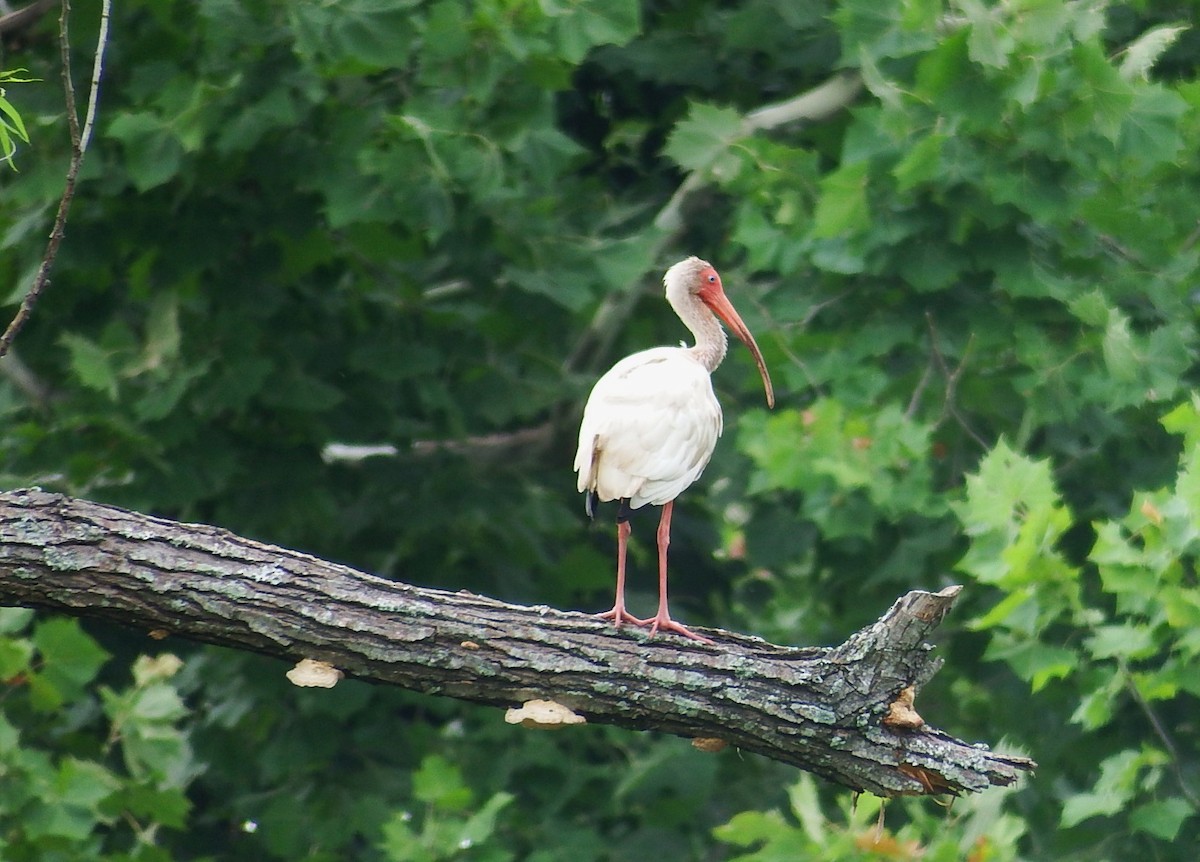 White Ibis - ML620744619