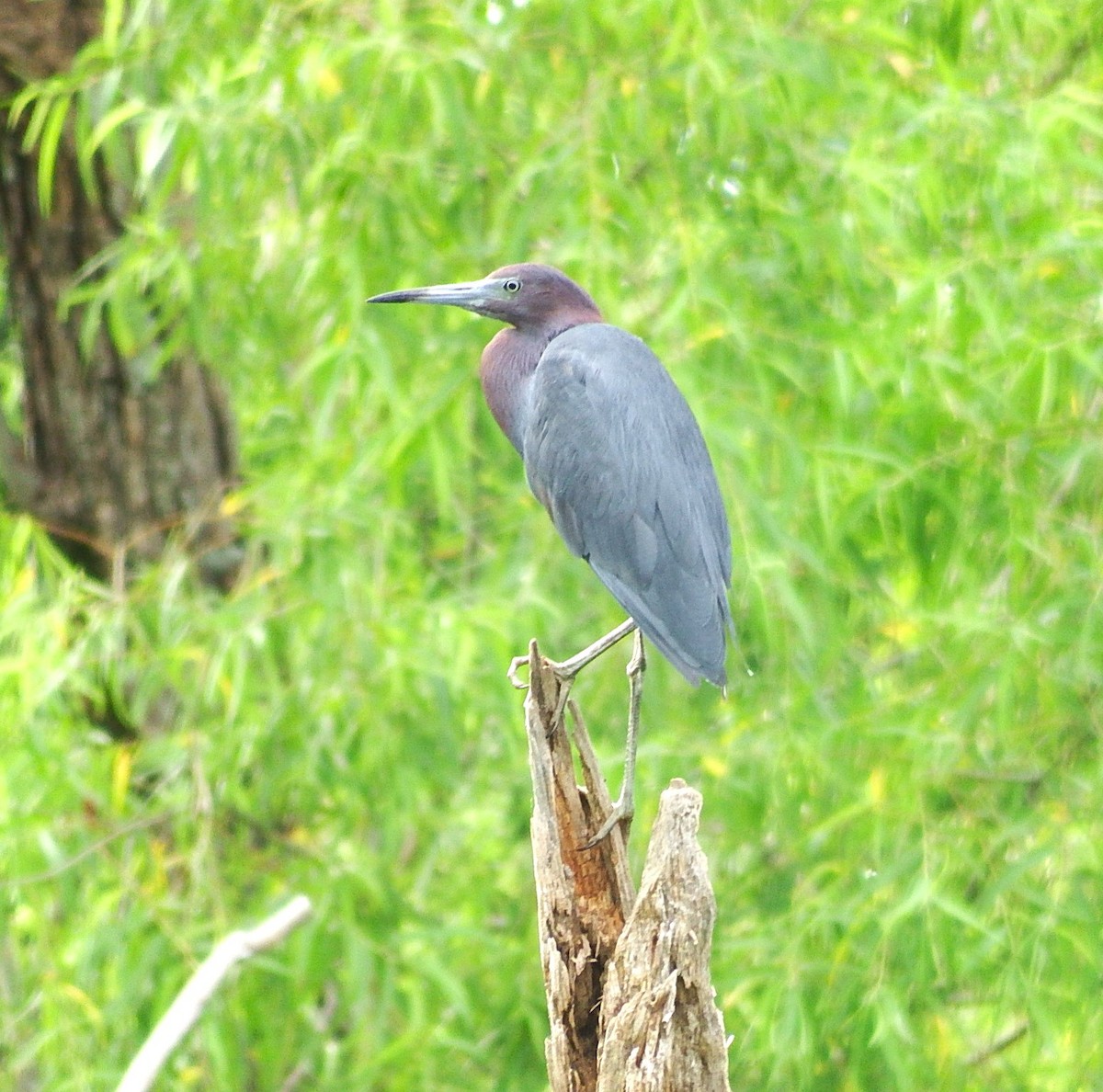 Little Blue Heron - ML620744624