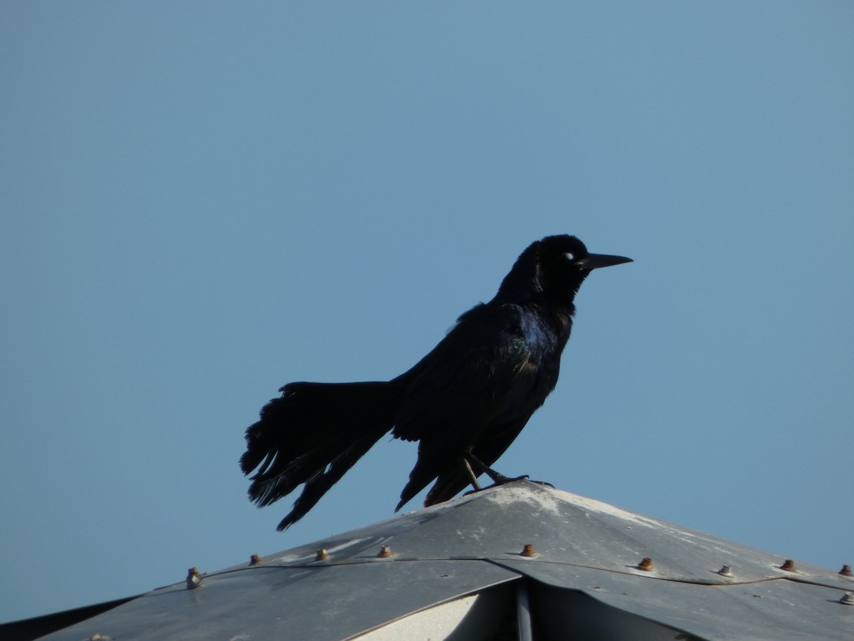 Boat-tailed Grackle - ML620744626