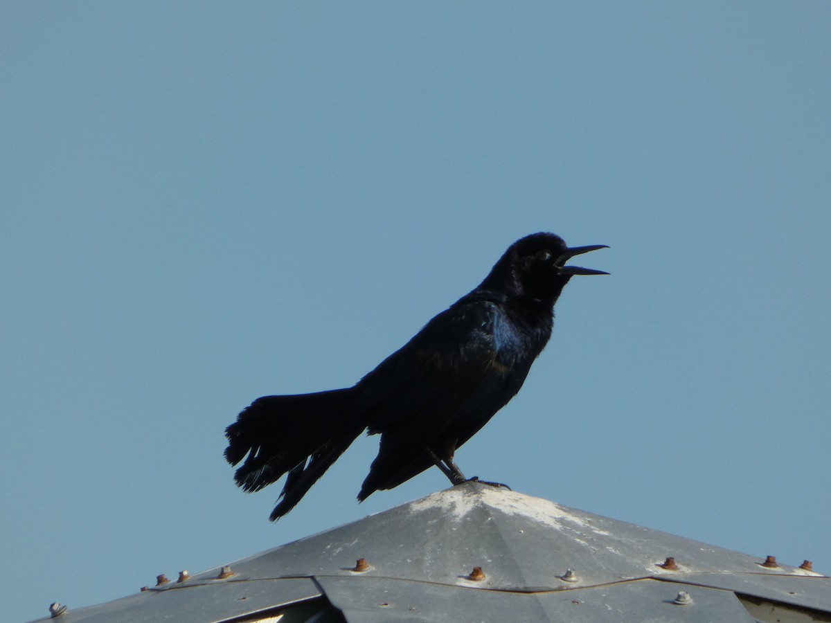 Boat-tailed Grackle - ML620744627