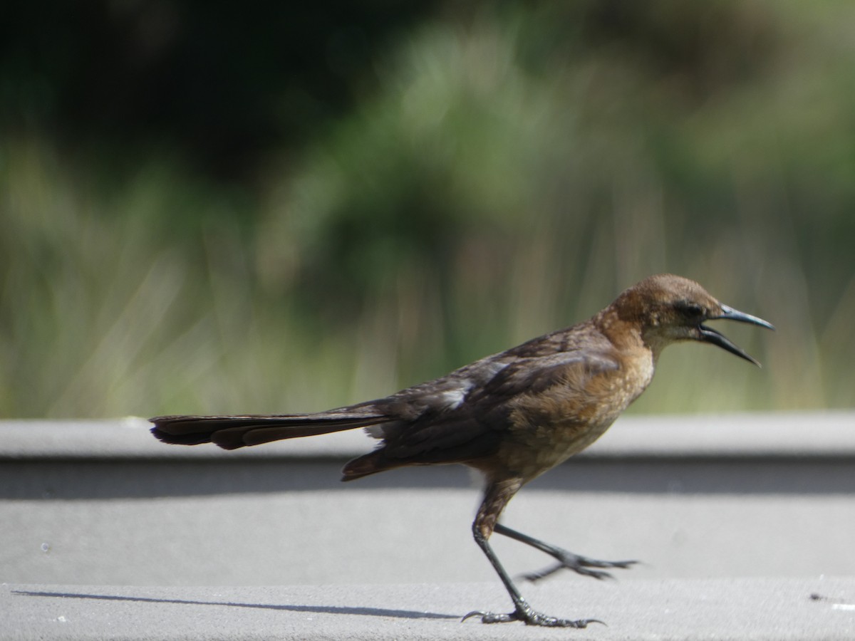 Boat-tailed Grackle - ML620744628